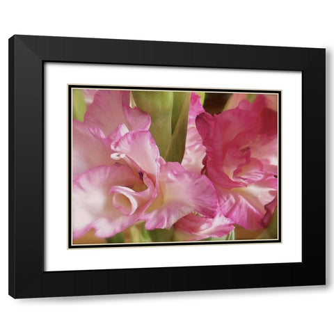 Gladiolas Black Modern Wood Framed Art Print with Double Matting by Burkhart, Monika