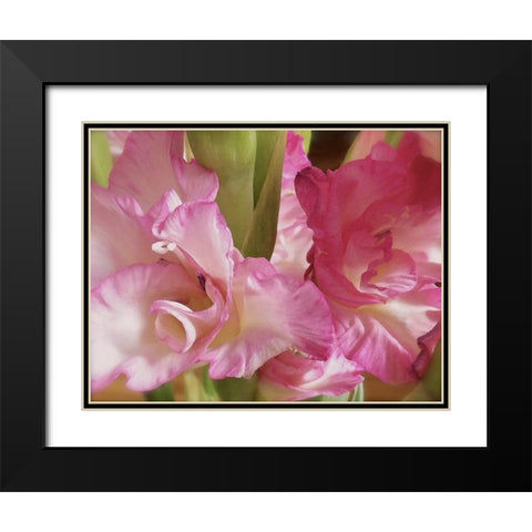 Gladiolas Black Modern Wood Framed Art Print with Double Matting by Burkhart, Monika