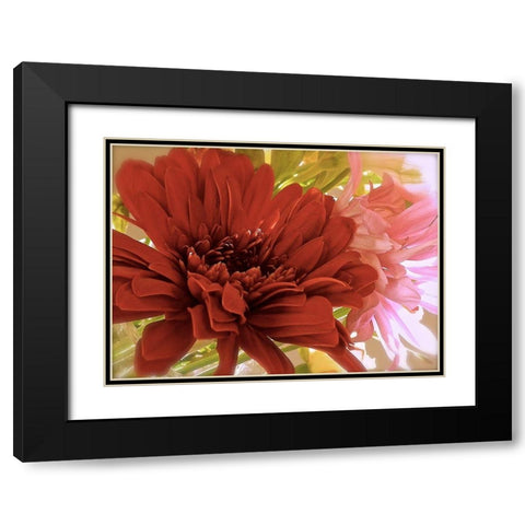 Gerbera Daisies Black Modern Wood Framed Art Print with Double Matting by Burkhart, Monika