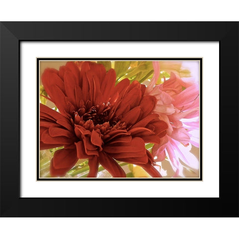Gerbera Daisies Black Modern Wood Framed Art Print with Double Matting by Burkhart, Monika