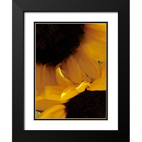 Sunflowers IX Black Modern Wood Framed Art Print with Double Matting by Burkhart, Monika