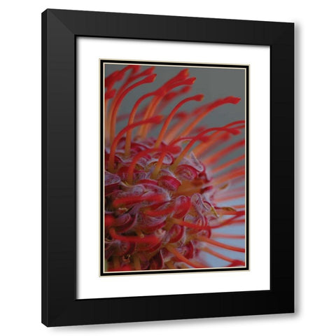 Summer Bloom XIII Black Modern Wood Framed Art Print with Double Matting by Berzel, Erin