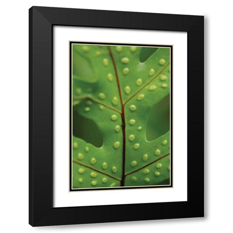 Spotted Leaf I Black Modern Wood Framed Art Print with Double Matting by Berzel, Erin