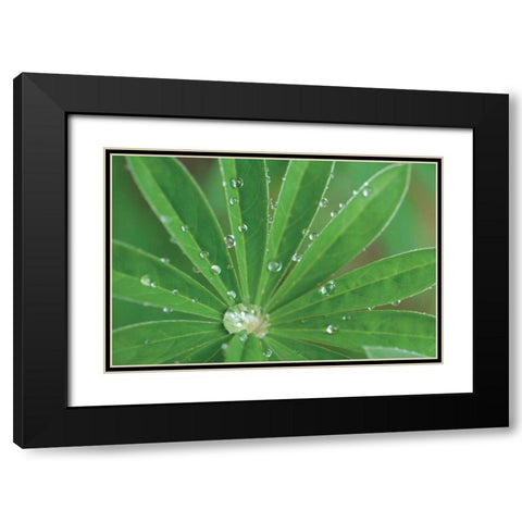Morning Dew I Black Modern Wood Framed Art Print with Double Matting by Berzel, Erin
