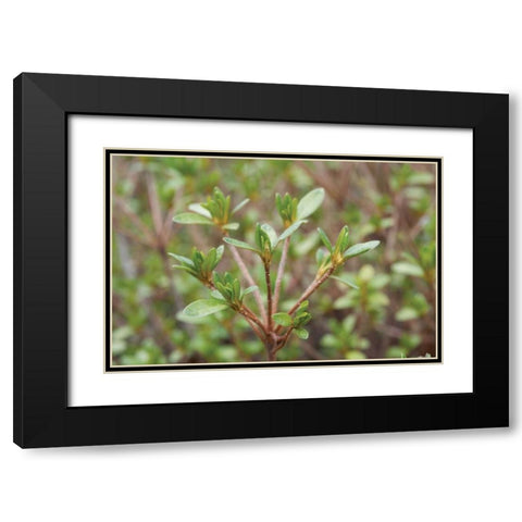 Spring Leaves I Black Modern Wood Framed Art Print with Double Matting by Berzel, Erin