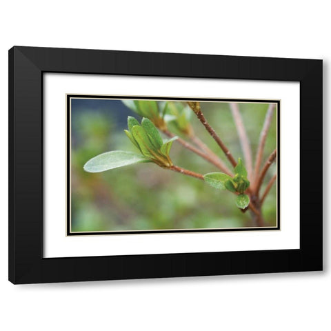 Spring Leaves II Black Modern Wood Framed Art Print with Double Matting by Berzel, Erin