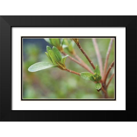 Spring Leaves II Black Modern Wood Framed Art Print with Double Matting by Berzel, Erin