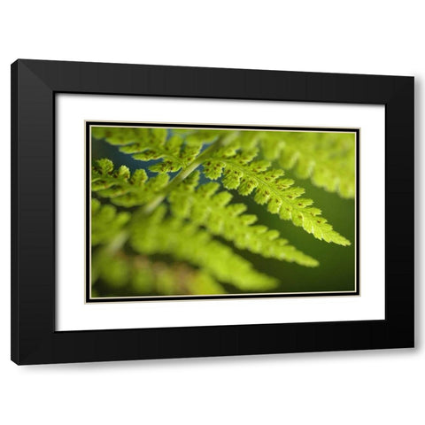 Spring Growth I Black Modern Wood Framed Art Print with Double Matting by Berzel, Erin