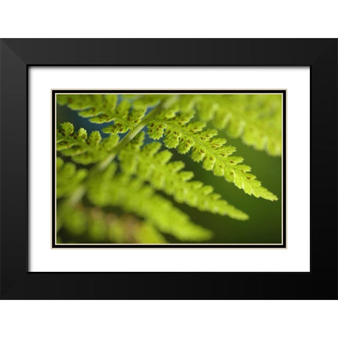 Spring Growth I Black Modern Wood Framed Art Print with Double Matting by Berzel, Erin