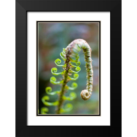 Spring Growth II Black Modern Wood Framed Art Print with Double Matting by Berzel, Erin