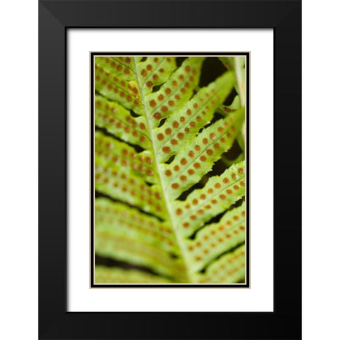 Spring Growth III Black Modern Wood Framed Art Print with Double Matting by Berzel, Erin