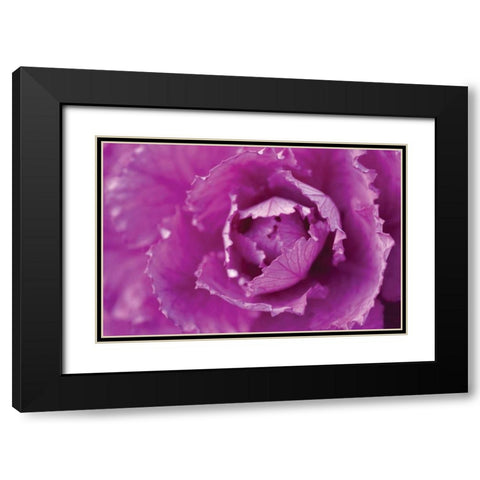 Purple Cabbage Black Modern Wood Framed Art Print with Double Matting by Berzel, Erin