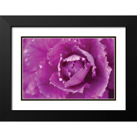 Purple Cabbage Black Modern Wood Framed Art Print with Double Matting by Berzel, Erin