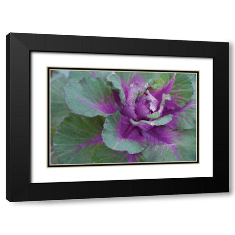 Cabbage Plant Black Modern Wood Framed Art Print with Double Matting by Berzel, Erin