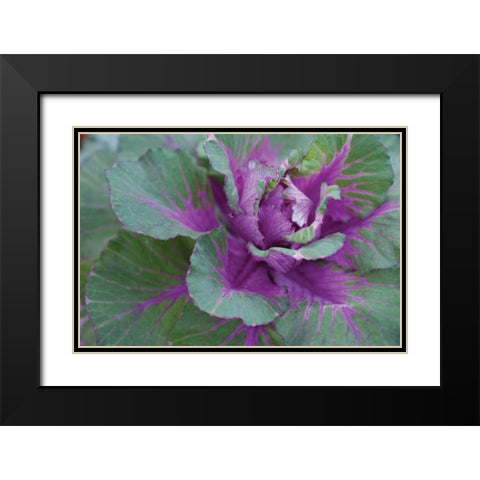 Cabbage Plant Black Modern Wood Framed Art Print with Double Matting by Berzel, Erin