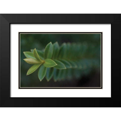 Green Leaves II Black Modern Wood Framed Art Print with Double Matting by Berzel, Erin