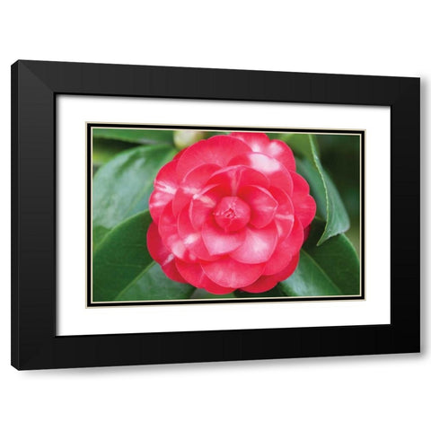 Camellia Flower I Black Modern Wood Framed Art Print with Double Matting by Berzel, Erin