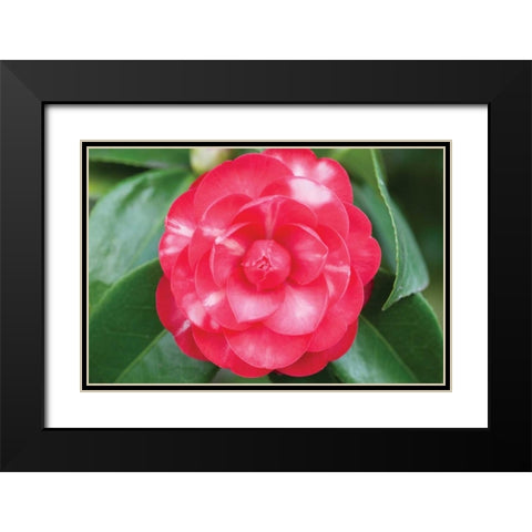 Camellia Flower I Black Modern Wood Framed Art Print with Double Matting by Berzel, Erin