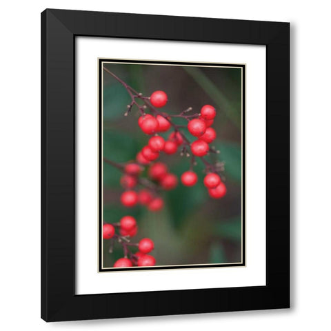 Red Berries II Black Modern Wood Framed Art Print with Double Matting by Berzel, Erin