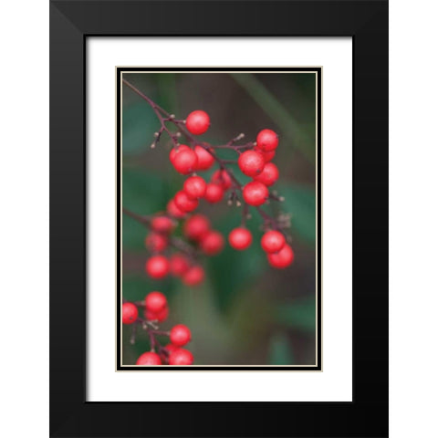 Red Berries II Black Modern Wood Framed Art Print with Double Matting by Berzel, Erin