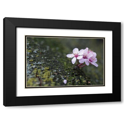 Portland Cherry Blossom I Black Modern Wood Framed Art Print with Double Matting by Berzel, Erin