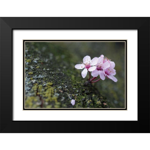 Portland Cherry Blossom I Black Modern Wood Framed Art Print with Double Matting by Berzel, Erin