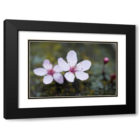 Portland Cherry Blossom II Black Modern Wood Framed Art Print with Double Matting by Berzel, Erin