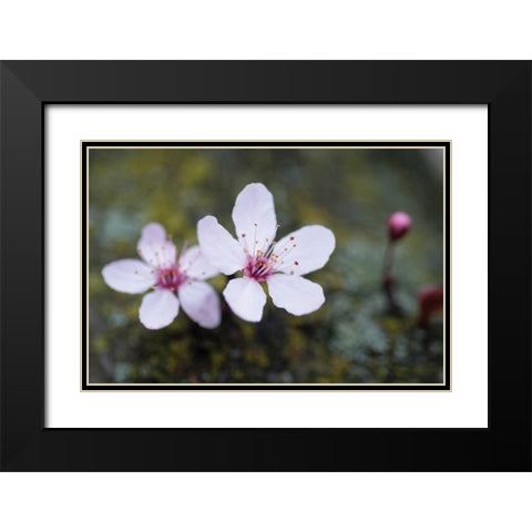 Portland Cherry Blossom II Black Modern Wood Framed Art Print with Double Matting by Berzel, Erin