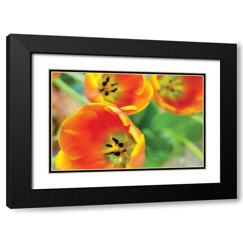 Orange Tulips II Black Modern Wood Framed Art Print with Double Matting by Berzel, Erin