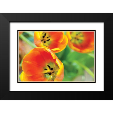 Orange Tulips II Black Modern Wood Framed Art Print with Double Matting by Berzel, Erin