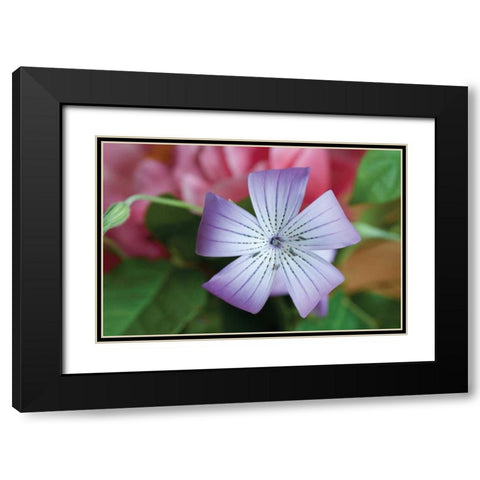 Delicate Flower II Black Modern Wood Framed Art Print with Double Matting by Berzel, Erin