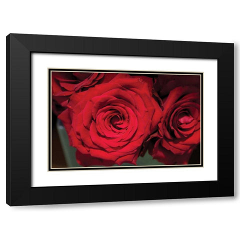 Red Roses Black Modern Wood Framed Art Print with Double Matting by Berzel, Erin