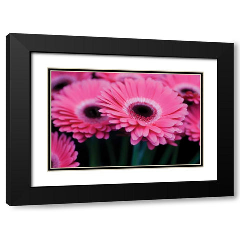 Pink Gerbera Daisies I Black Modern Wood Framed Art Print with Double Matting by Berzel, Erin