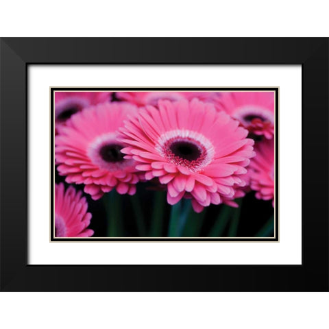 Pink Gerbera Daisies I Black Modern Wood Framed Art Print with Double Matting by Berzel, Erin