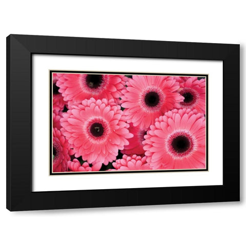 Pink Gerbera Daisies III Black Modern Wood Framed Art Print with Double Matting by Berzel, Erin