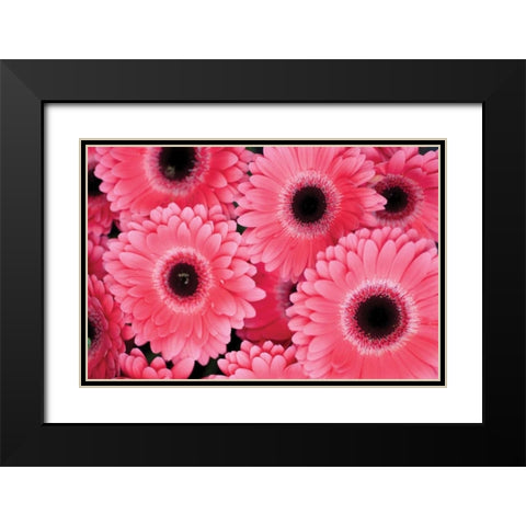 Pink Gerbera Daisies III Black Modern Wood Framed Art Print with Double Matting by Berzel, Erin