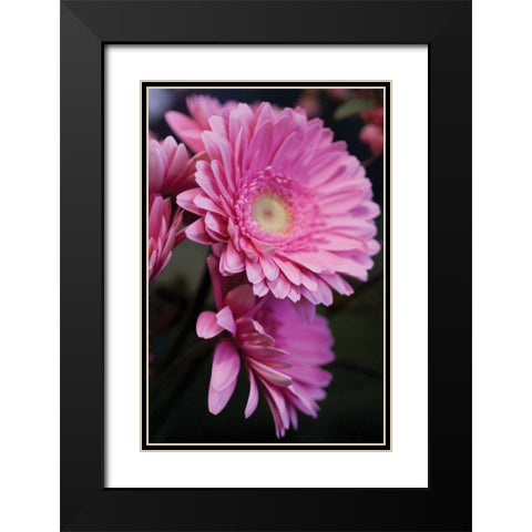 Pink Gerbera Daisies IV Black Modern Wood Framed Art Print with Double Matting by Berzel, Erin