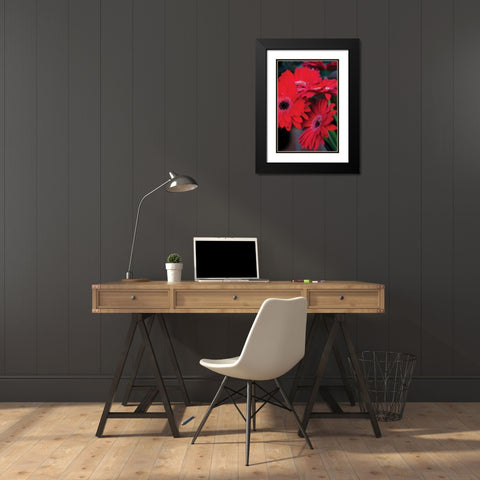 Red Gerbera Daisies I Black Modern Wood Framed Art Print with Double Matting by Berzel, Erin