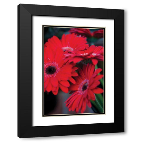 Red Gerbera Daisies I Black Modern Wood Framed Art Print with Double Matting by Berzel, Erin