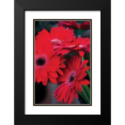 Red Gerbera Daisies I Black Modern Wood Framed Art Print with Double Matting by Berzel, Erin