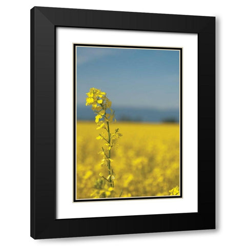 Canola Close-up Black Modern Wood Framed Art Print with Double Matting by Berzel, Erin