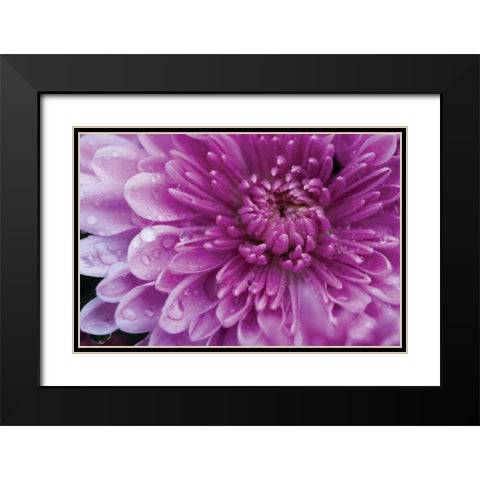 Purple Mum I Black Modern Wood Framed Art Print with Double Matting by Berzel, Erin