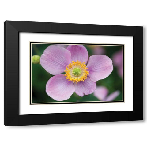 Anemone I Black Modern Wood Framed Art Print with Double Matting by Berzel, Erin