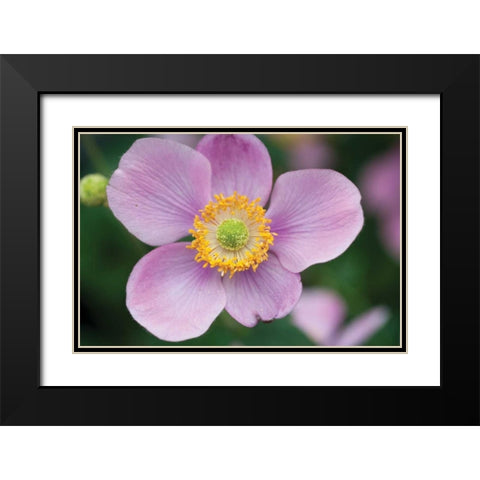 Anemone I Black Modern Wood Framed Art Print with Double Matting by Berzel, Erin