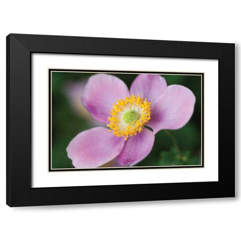 Anemone II Black Modern Wood Framed Art Print with Double Matting by Berzel, Erin