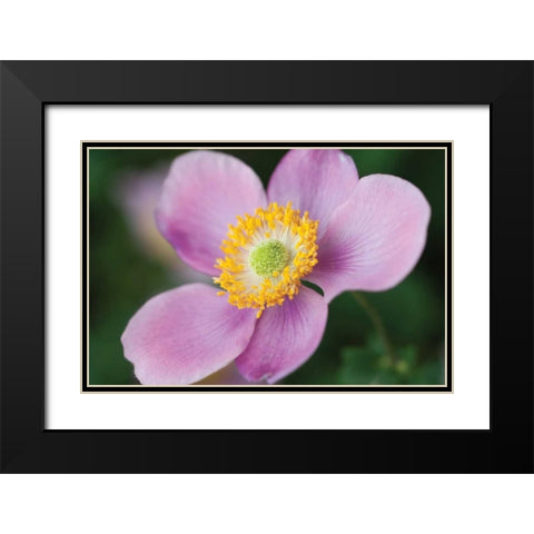 Anemone II Black Modern Wood Framed Art Print with Double Matting by Berzel, Erin