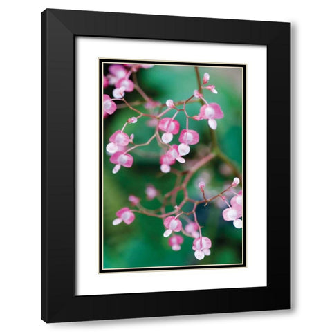 Delicate Begonia I Black Modern Wood Framed Art Print with Double Matting by Berzel, Erin