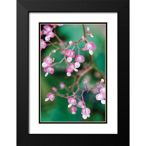 Delicate Begonia I Black Modern Wood Framed Art Print with Double Matting by Berzel, Erin