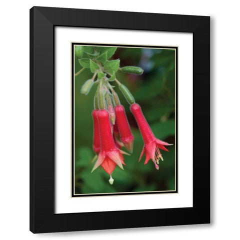 Fuchsia Bloom I Black Modern Wood Framed Art Print with Double Matting by Berzel, Erin