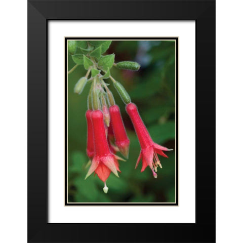 Fuchsia Bloom I Black Modern Wood Framed Art Print with Double Matting by Berzel, Erin